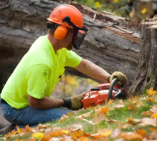 tree services North Beach Haven